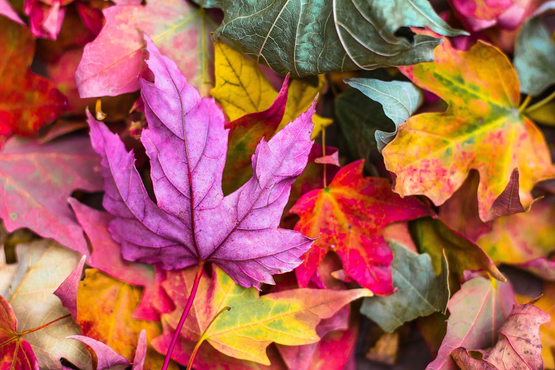 Winter Color Palette